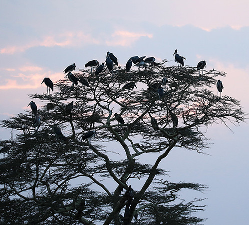 Nairobi National Park