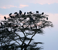 Nairobi National Park