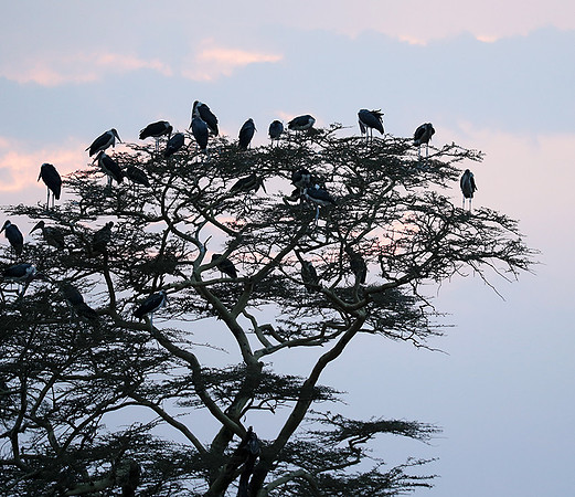 Nairobi National Park