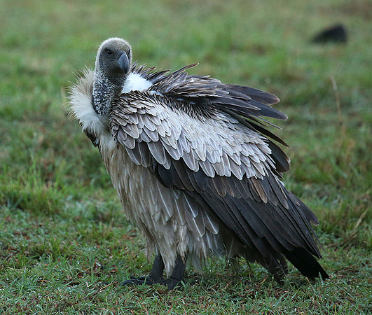 White-backed vulture - Masaï Mara