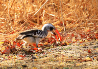 Red-billed hornbill