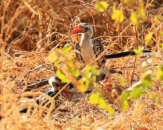 Red-billed hornbill