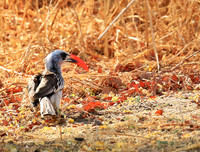 Red-billed hornbill