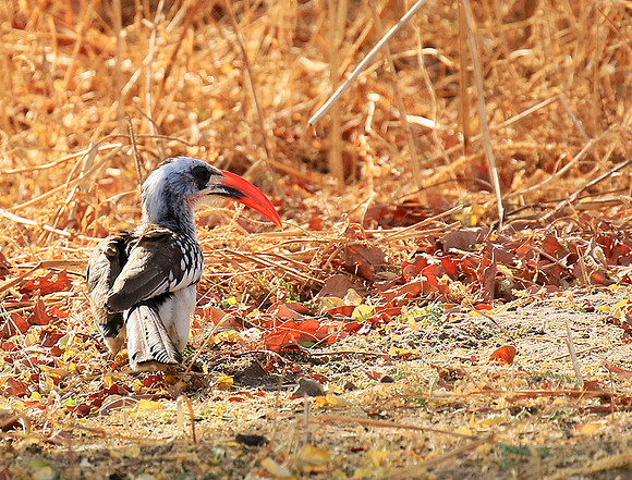 Red-billed hornbill