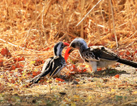 Red-billed hornbill