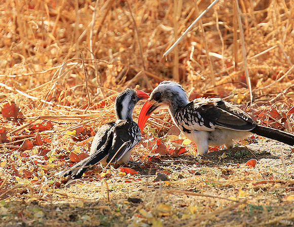 Red-billed hornbill