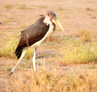 Nairobi National Park
