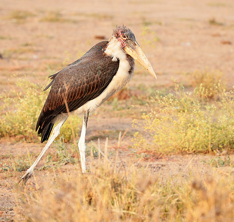 Nairobi National Park