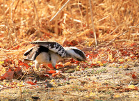 Red-billed hornbill