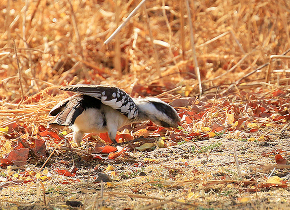 Red-billed hornbill
