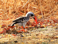 Red-billed hornbill