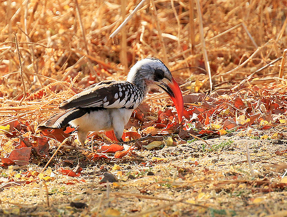 Red-billed hornbill