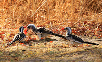 Red-billed hornbill