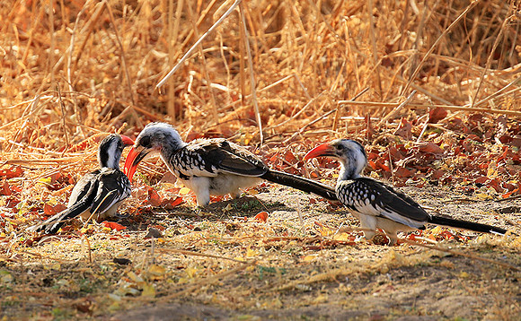 Red-billed hornbill