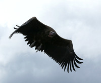 Lappet-faced vulture - Masaï Mara