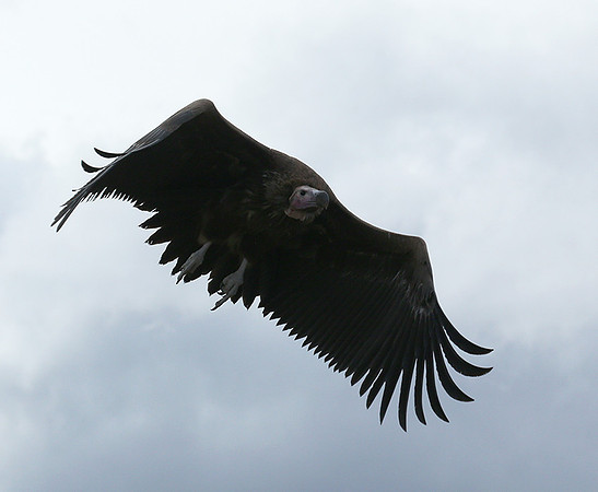 Lappet-faced vulture - Masaï Mara