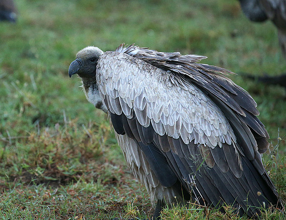 White-backed vulture - Masaï Mara