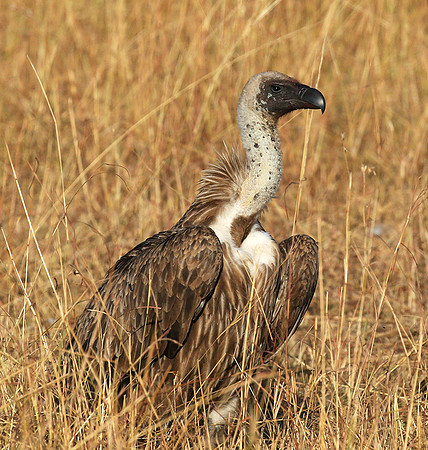 Cape vulture - Masaï Mara