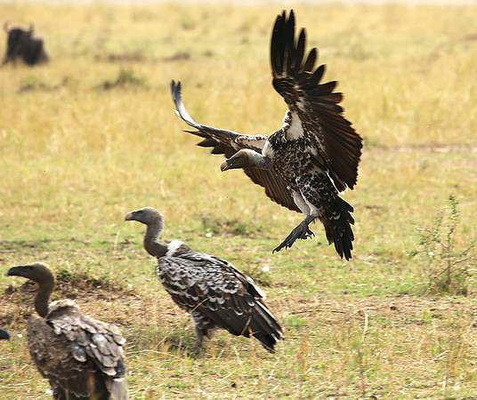 Ruppell's vultures - Masaï Mara