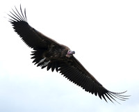 Lappet-faced vulture - Masaï Mara