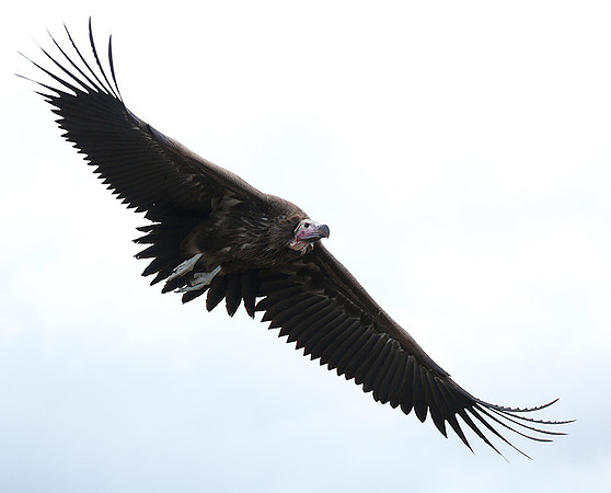 Lappet-faced vulture - Masaï Mara