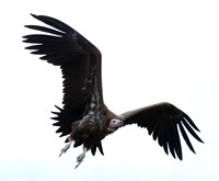 Lappet-faced vulture - Masaï Mara
