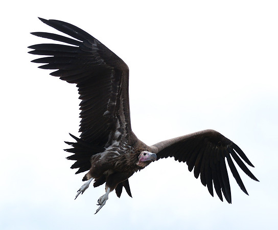 Lappet-faced vulture - Masaï Mara