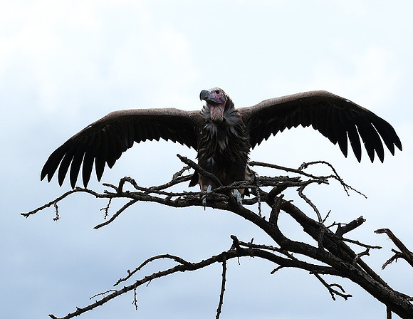 Lappet-faced vulture - Masaï Mara
