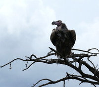 Lappet-faced vulture - Masaï Mara