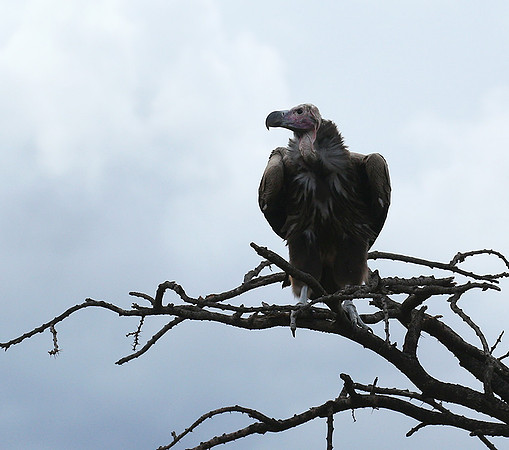 Lappet-faced vulture - Masaï Mara