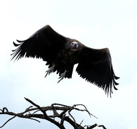 Lappet-faced vulture - Masaï Mara