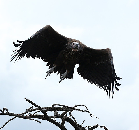 Lappet-faced vulture - Masaï Mara