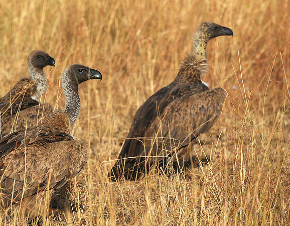Cape vultures - Masaï Mara