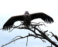 Lappet-faced vulture - Masaï Mara