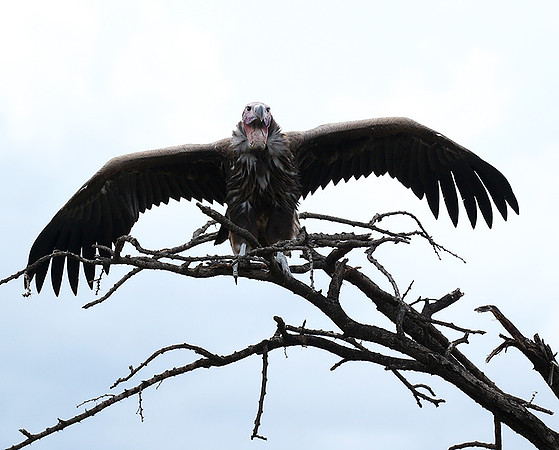 Lappet-faced vulture - Masaï Mara