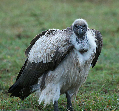 White-backed vulture - Masaï Mara