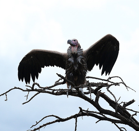 Lappet-faced vulture - Masaï Mara