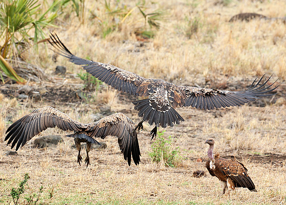Meru NP