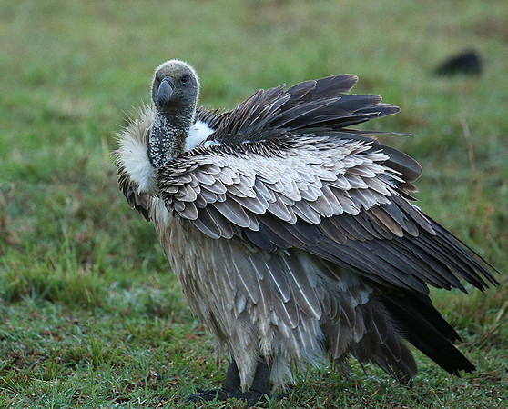 White-backed vulture - Masaï Mara