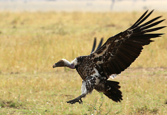 Ruppell's vulture - Masaï Mara