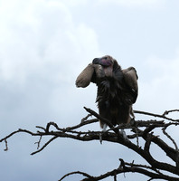 Lappet-faced vulture - Masaï Mara