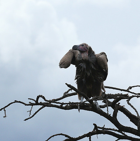 Lappet-faced vulture - Masaï Mara