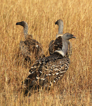 Cape vultures - Masaï Mara