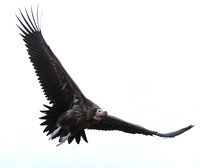 Lappet-faced vulture - Masaï Mara