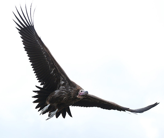 Lappet-faced vulture - Masaï Mara