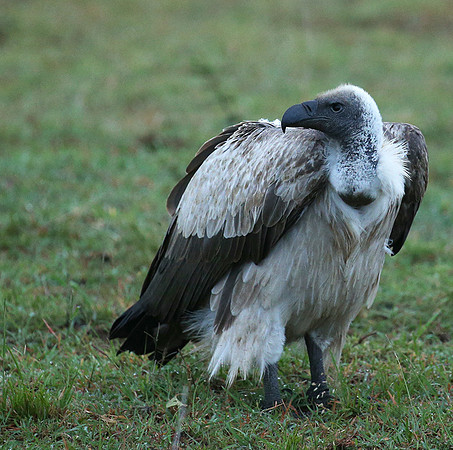 White-backed vulture - Masaï Mara