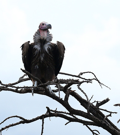 Lappet-faced vulture - Masaï Mara