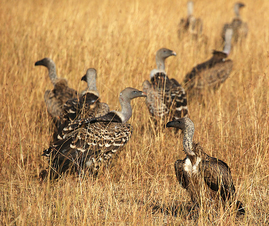 Cape vultures - Masaï Mara
