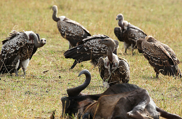 Ruppell's vultures - Masaï Mara