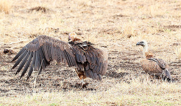 Meru NP